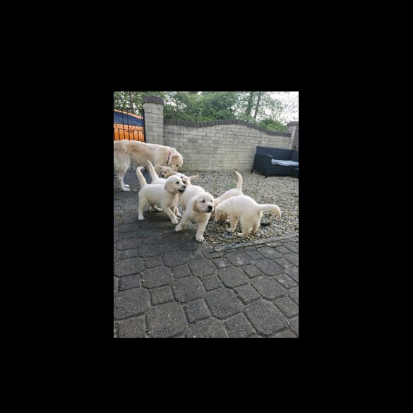 Golden Retriever - Both