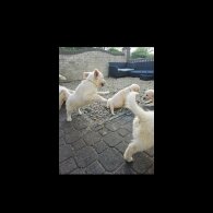 Golden Retriever - Both