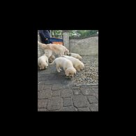 Golden Retriever - Both