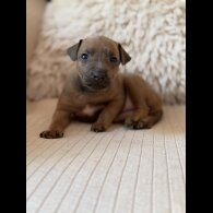 Italian Greyhound - Bitches