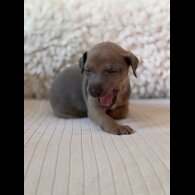 Italian Greyhound - Bitches