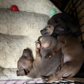 Italian Greyhound - Bitches