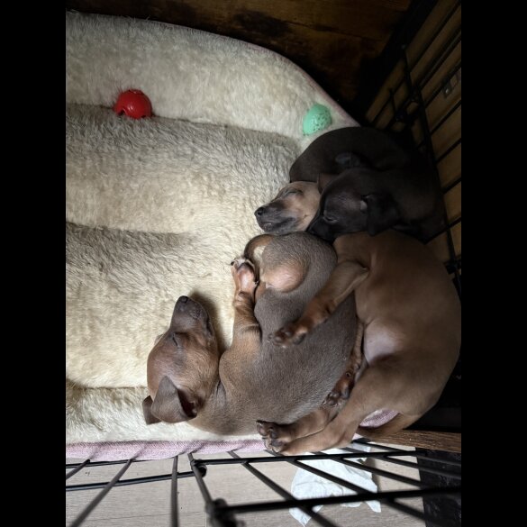 Italian Greyhound - Bitches