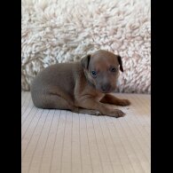 Italian Greyhound - Bitches