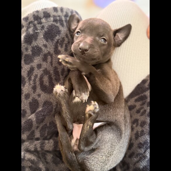 Italian Greyhound - Bitches