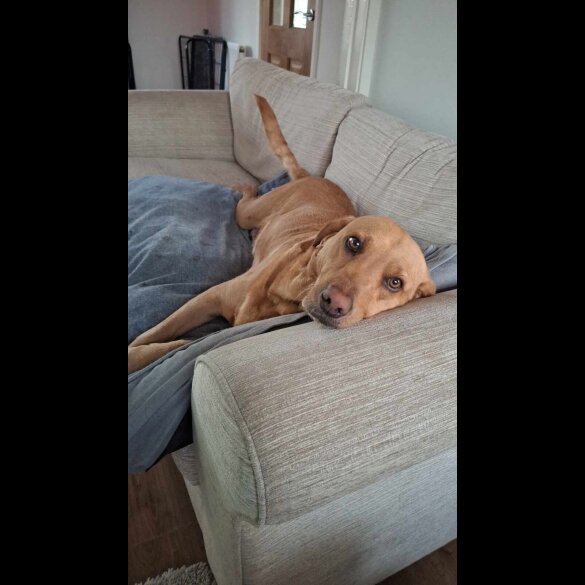 Labrador Retriever - Both
