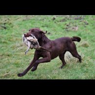 Labrador Retriever - Both