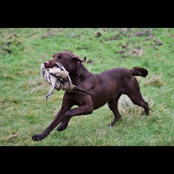 Labrador Retriever - Both
