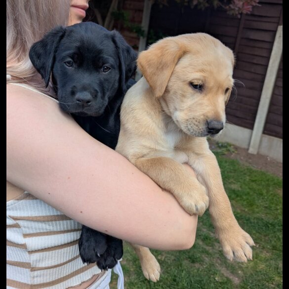 Labrador Retriever - Both