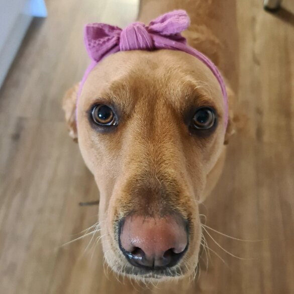 Labrador Retriever - Both