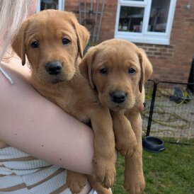 Labrador Retriever - Both