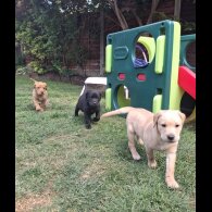 Labrador Retriever - Both