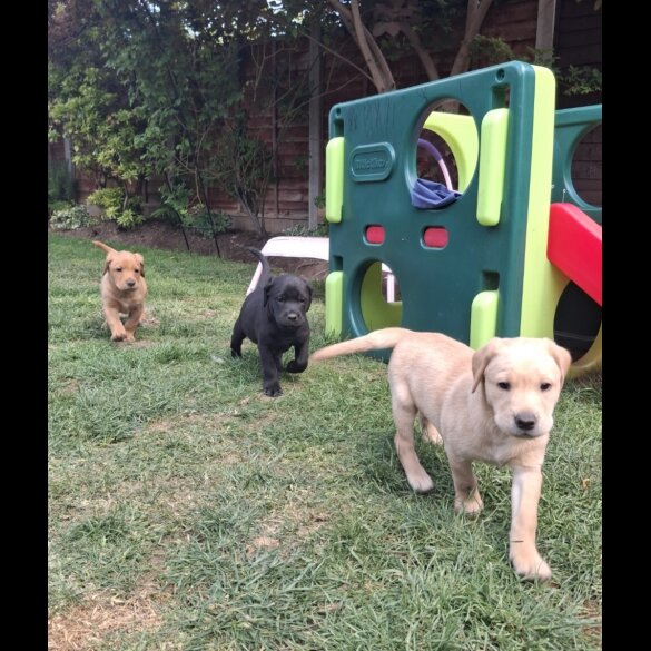 Labrador Retriever - Both