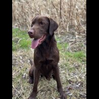 Labrador Retriever - Both