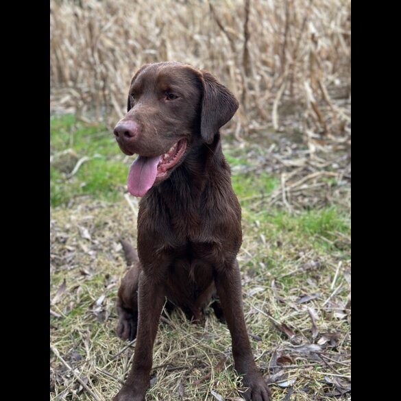 Labrador Retriever - Both
