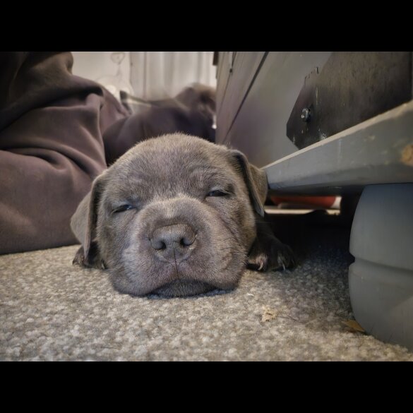 Staffordshire Bull Terrier - Both