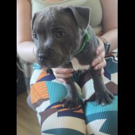 Staffordshire Bull Terrier - Both