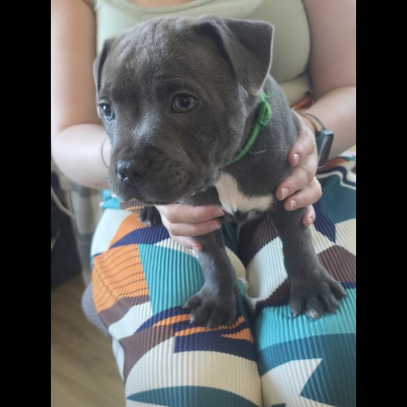Staffordshire Bull Terrier - Both