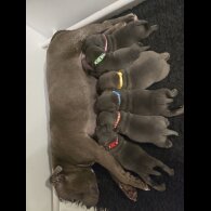 Staffordshire Bull Terrier - Both