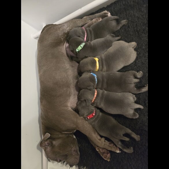 Staffordshire Bull Terrier - Both