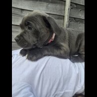 Staffordshire Bull Terrier - Both