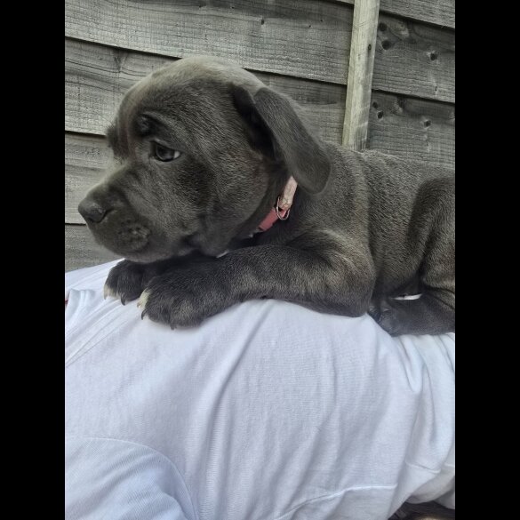 Staffordshire Bull Terrier - Both