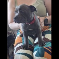 Staffordshire Bull Terrier - Both