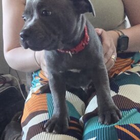 Staffordshire Bull Terrier - Dogs