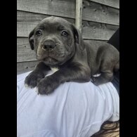 Staffordshire Bull Terrier - Both