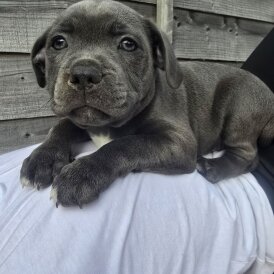 Staffordshire Bull Terrier - Both