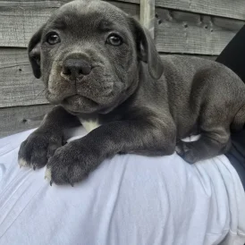 Staffordshire Bull Terrier - Both