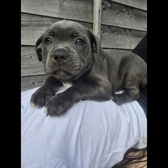Staffordshire Bull Terrier - Both