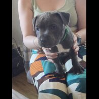 Staffordshire Bull Terrier - Both