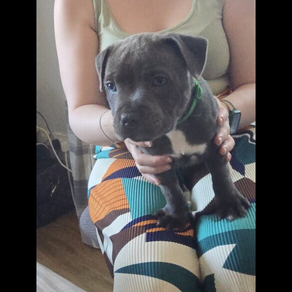 Staffordshire Bull Terrier - Both