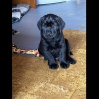 Labrador Retriever - Both