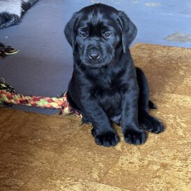 Labrador Retriever - Both