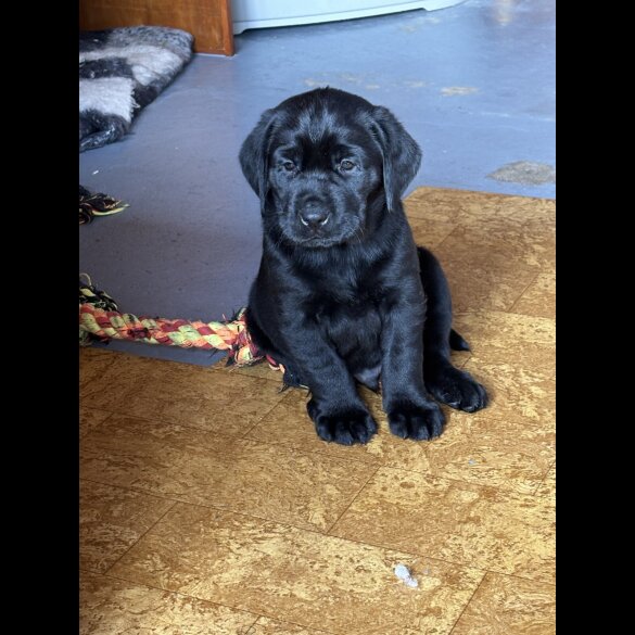 Labrador Retriever - Both
