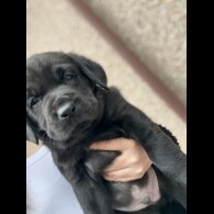 Labrador Retriever - Both