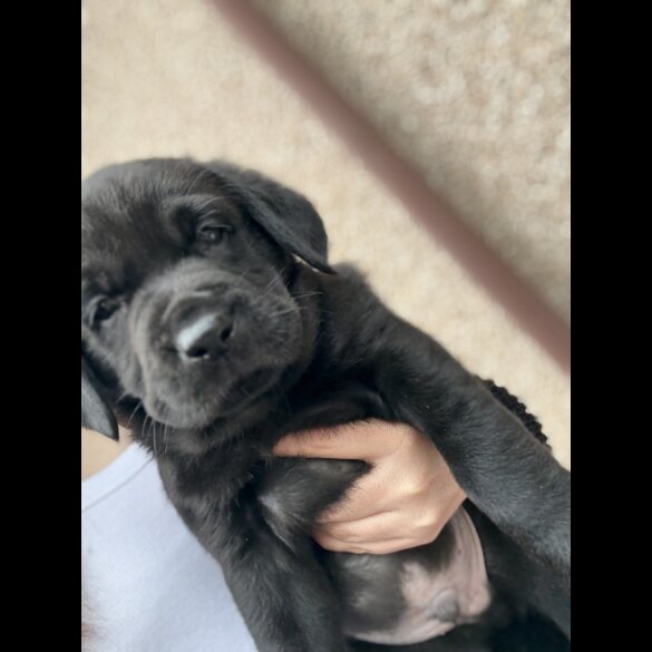 Labrador Retriever - Both