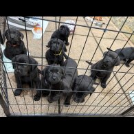 Labrador Retriever - Both