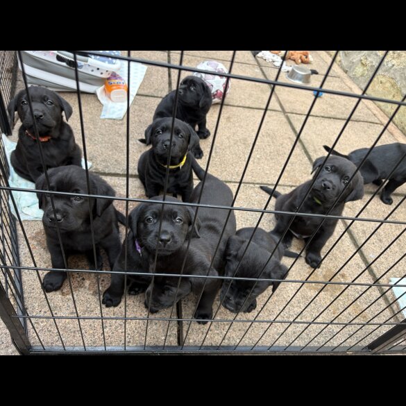 Labrador Retriever - Both