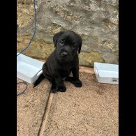 Labrador Retriever - Both