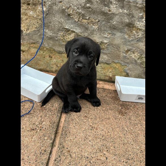 Labrador Retriever - Both