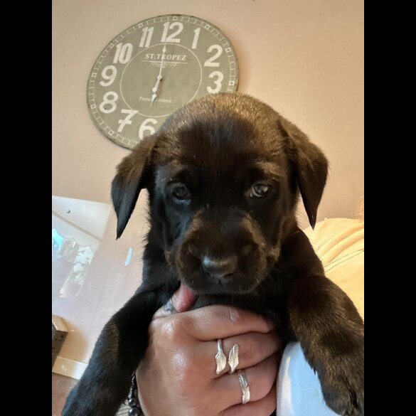 Labrador Retriever - Both