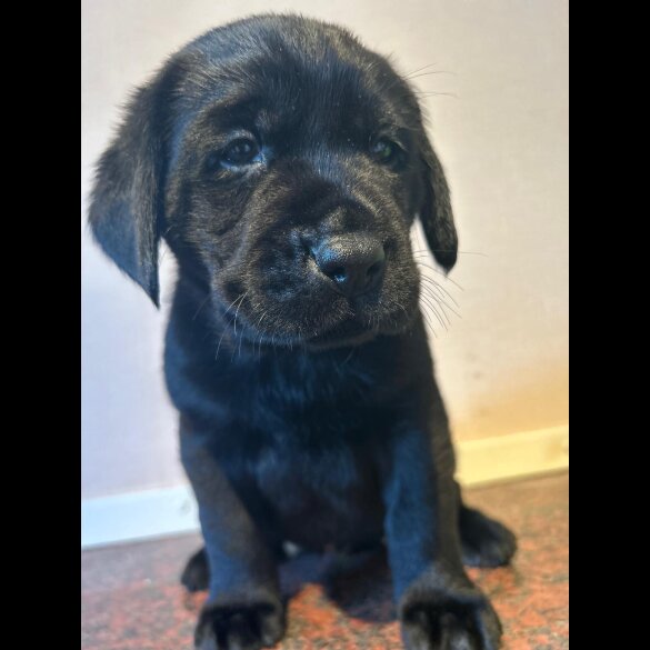 Labrador Retriever - Both