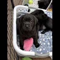 Labrador Retriever - Both