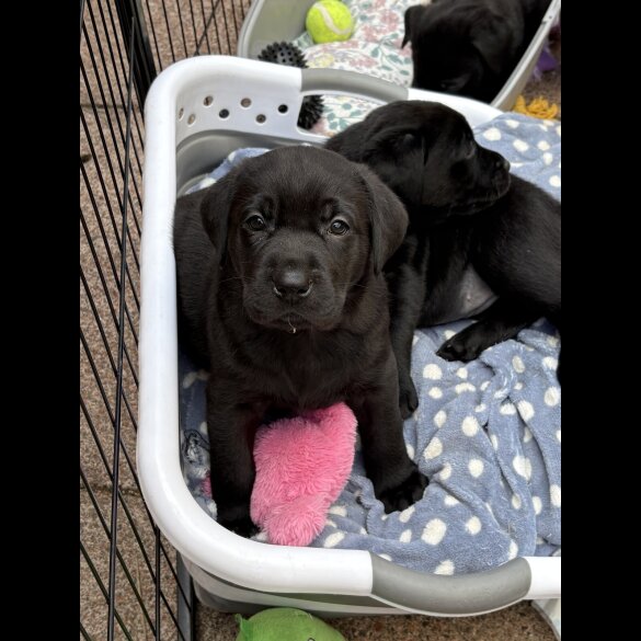Labrador Retriever - Both