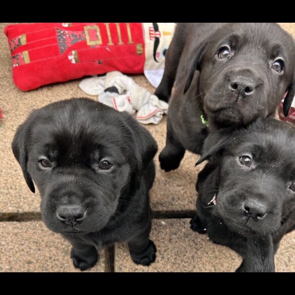 Labrador Retriever - Both