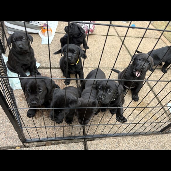 Labrador Retriever - Both
