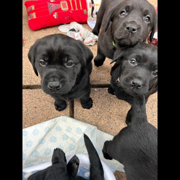Labrador Retriever - Both